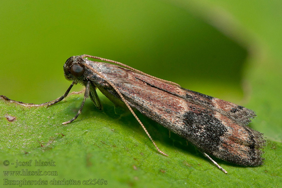 Огнёвка Шарлотта Euzopherodes charlottae