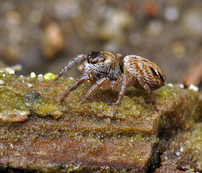 Evarcha arcuata Schwarze Springspinne Pyrgun nazielny