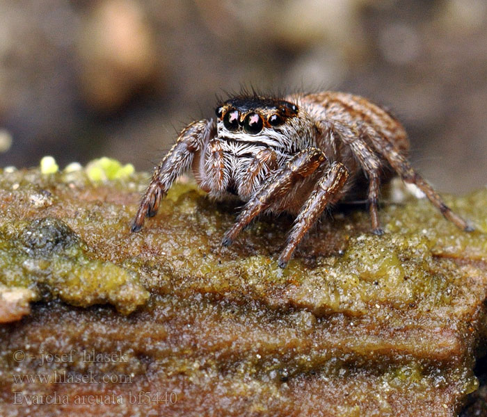 Evarcha arcuata Bonte grasspringspin Skákavka čierna