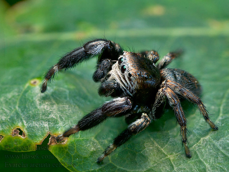 Evarcha arcuata