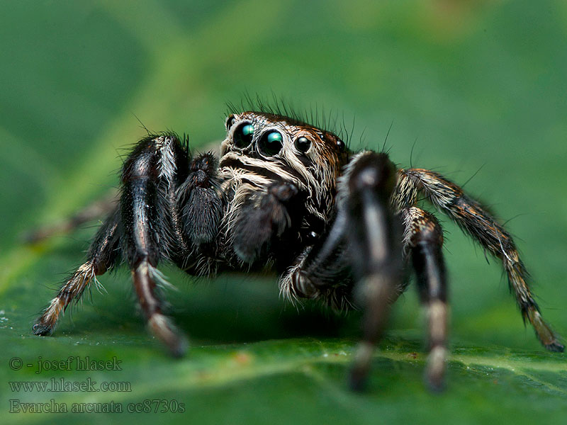 Schwarze Springspinne Pyrgun nazielny Evarcha arcuata