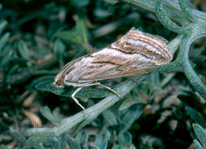 Evergestis desertalis Мотылёк песчаный