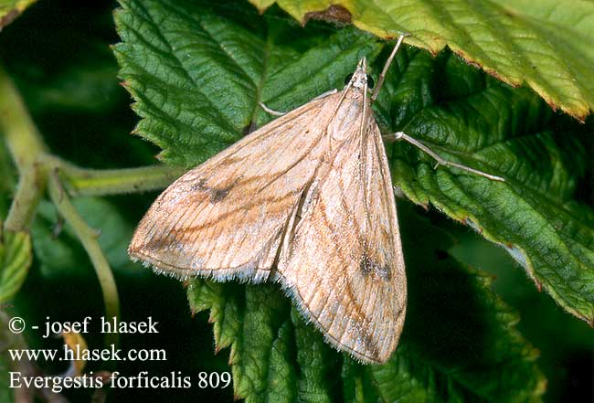 Evergestis forficalis Garden Pebble Zavíječ zelný Kohlzünsler