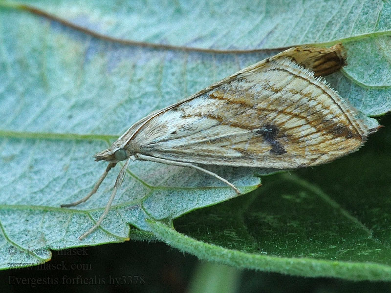 Evergestis forficalis Garden Pebble Zavíječ zelný