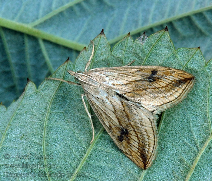 Evergestis forficalis Kohlzünsler ナニセノメイガ Grote koollichtmot