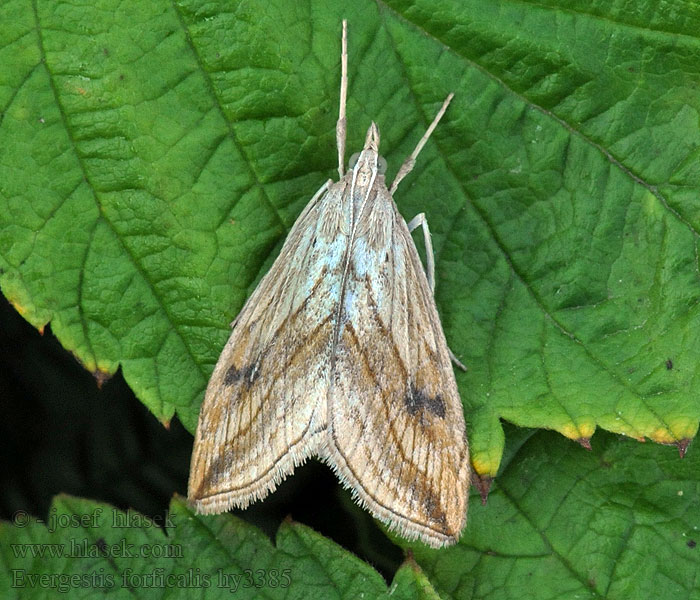 Evergestis forficalis Lijnvalkmot Мотылёк капустный Kaalikoisa