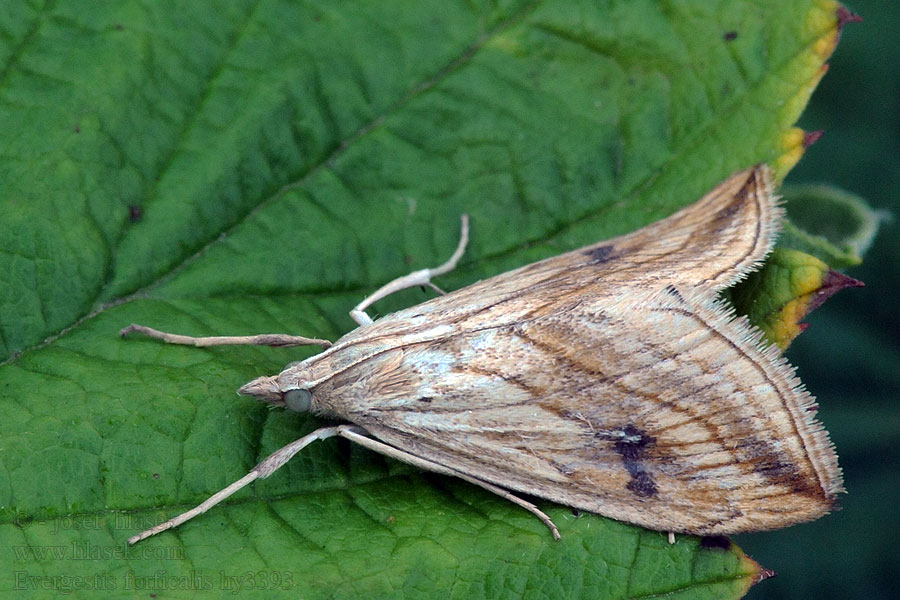 Evergestis forficalis Vijačka kapustová Vanlig kålmott