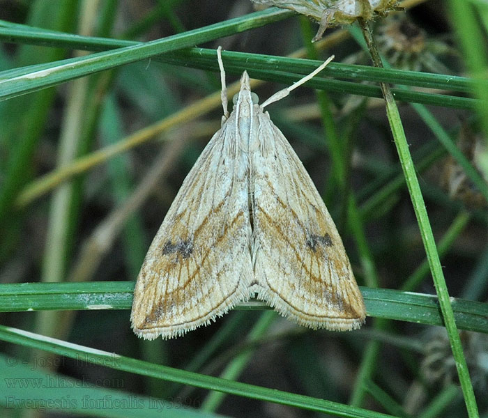 Evergestis forficalis Kålpyralide Pyrale Chou