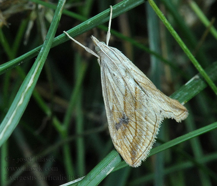 Evergestis forficalis Garden Pebble