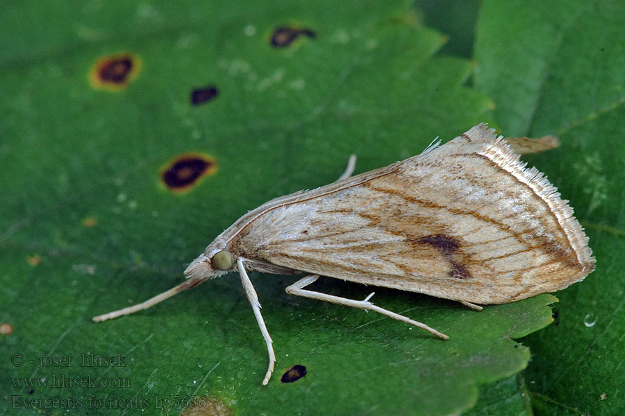 Evergestis forficalis Zavíječ zelný