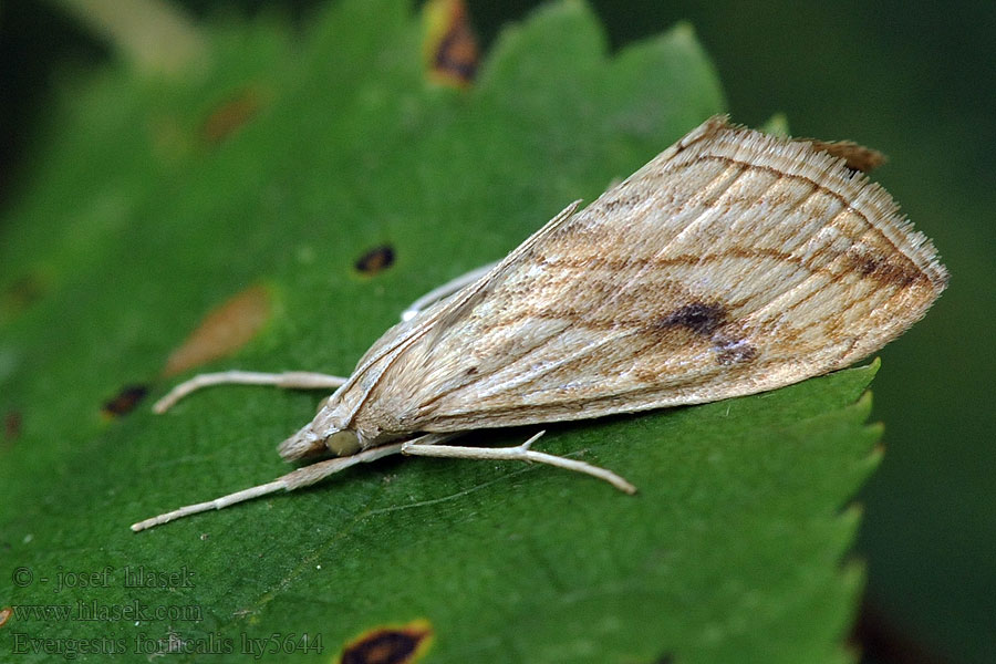 Evergestis forficalis Kohlzünsler