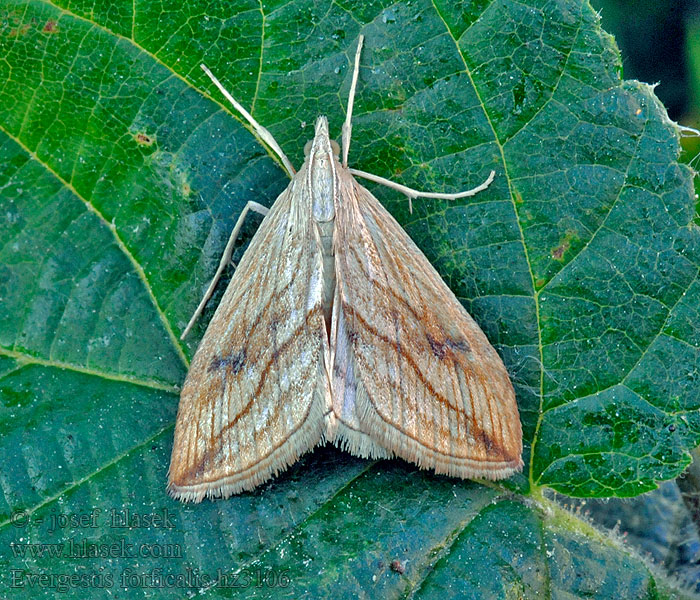 Evergestis forficalis ナニセノメイガ