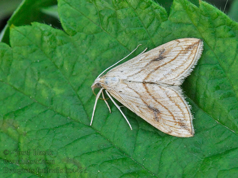 Evergestis forficalis Мотылёк капустный