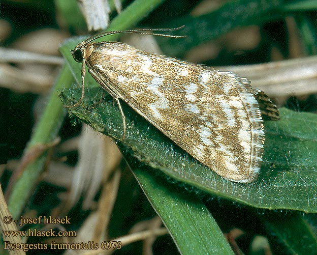 Evergestis frumentalis Zavíječ zdobený Vijačka obilná Flammigt senapsmott Мотылёк крестоцветный