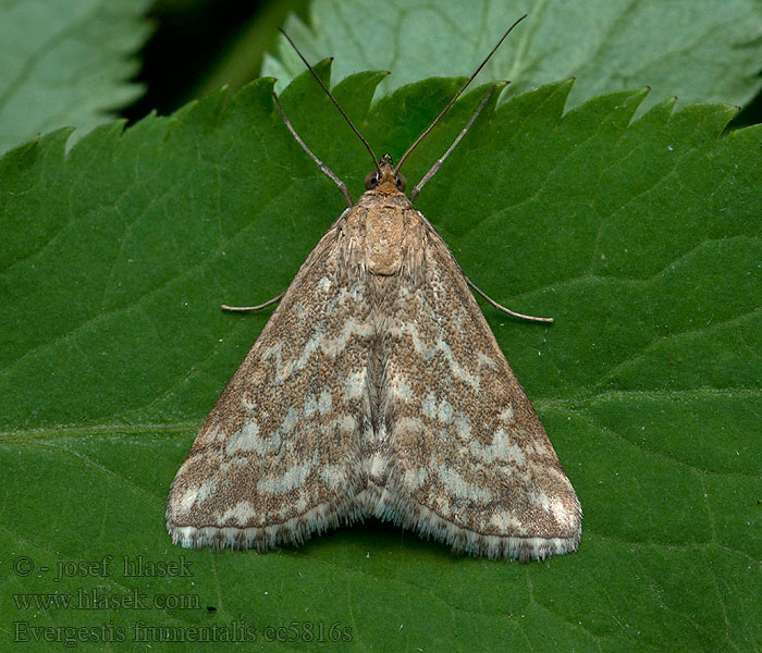 Evergestis frumentalis