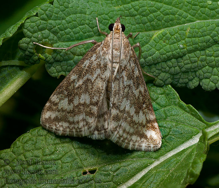 Evergestis frumentalis