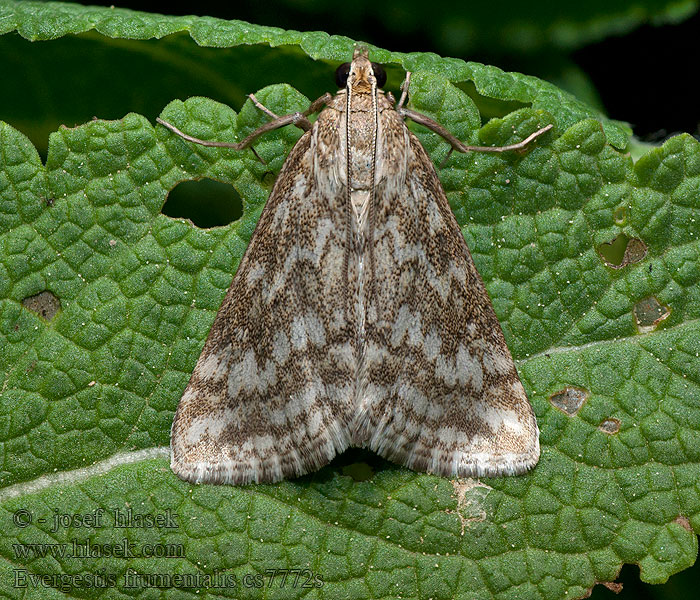 Vijačka obilná Evergestis frumentalis