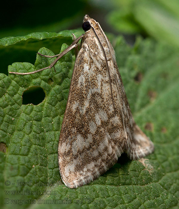 Flammigt senapsmott Evergestis frumentalis