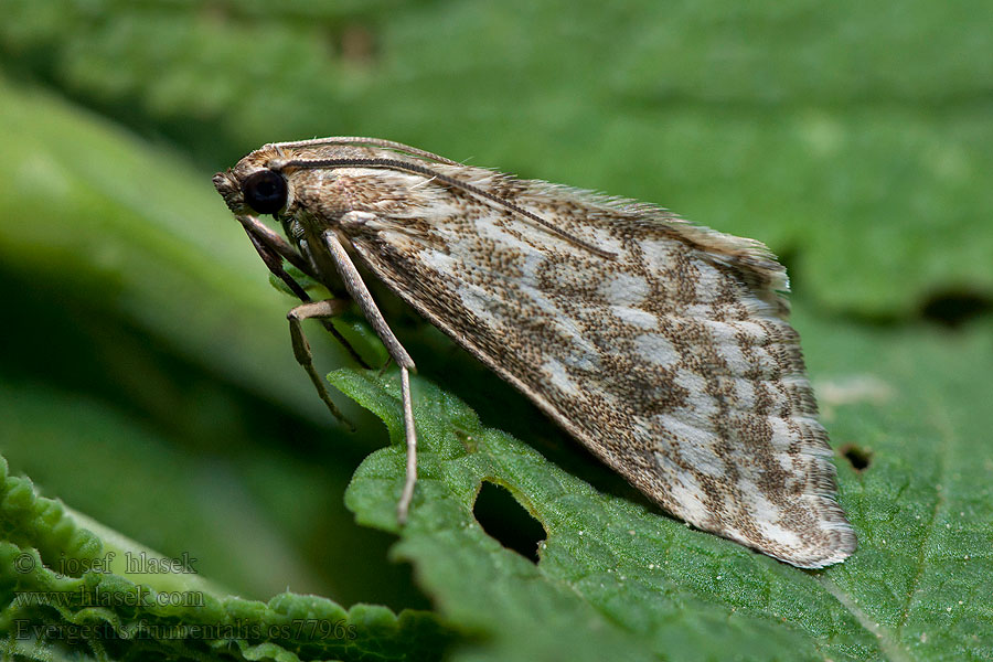 Мотылёк крестоцветный Evergestis frumentalis