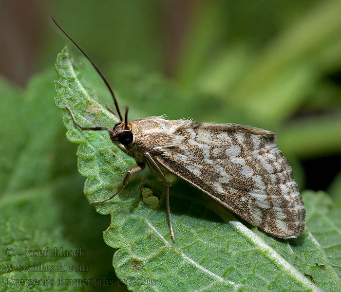 Evergestis frumentalis