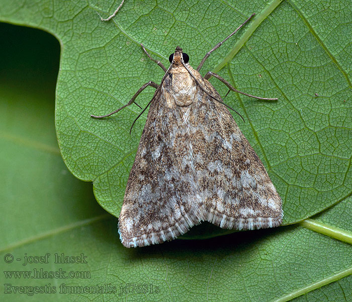 Evergestis frumentalis