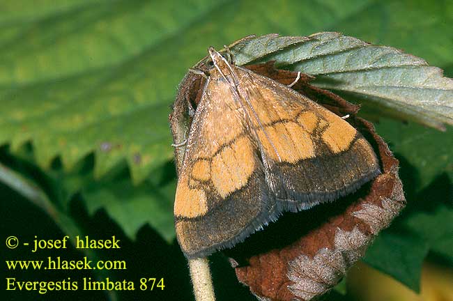 Evergestis limbata Zavíječ hnědopásný