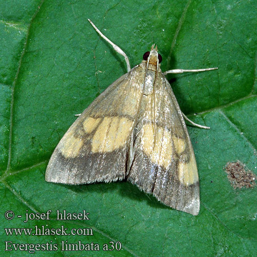 Evergestis limbata Vijačka cesnačková Мотылёк окаймлённый