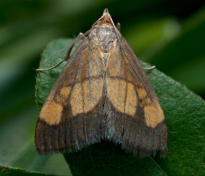 Evergestis limbata Gezoomde valkmot Közönséges dudvamoly