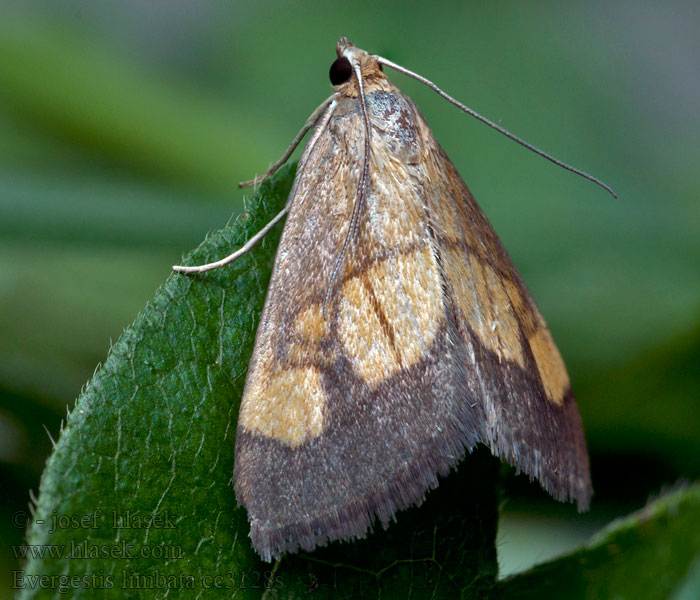 Evergestis limbata Löktravsmott Bremkålmott Løgkarsehalvmøl