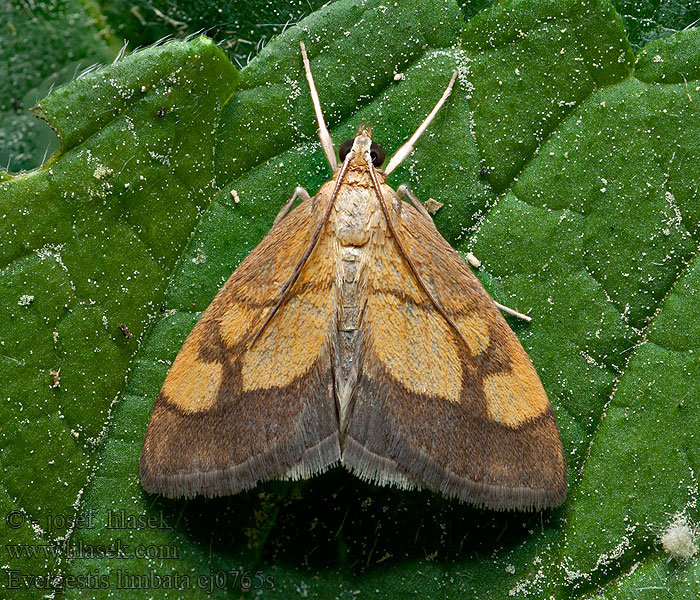 Evergestis limbata