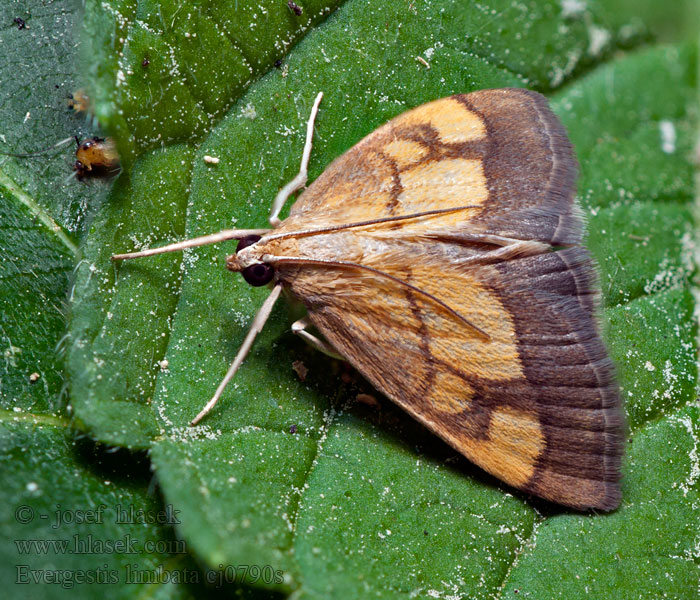 Evergestis limbata