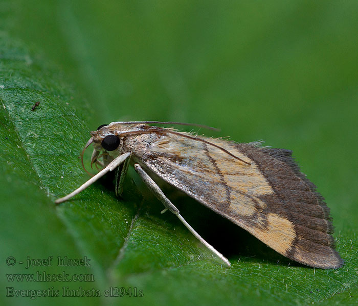 Evergestis limbata