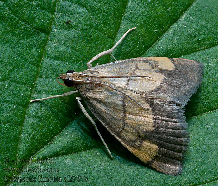 Evergestis limbata