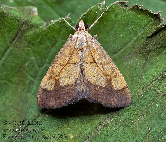 Evergestis limbata