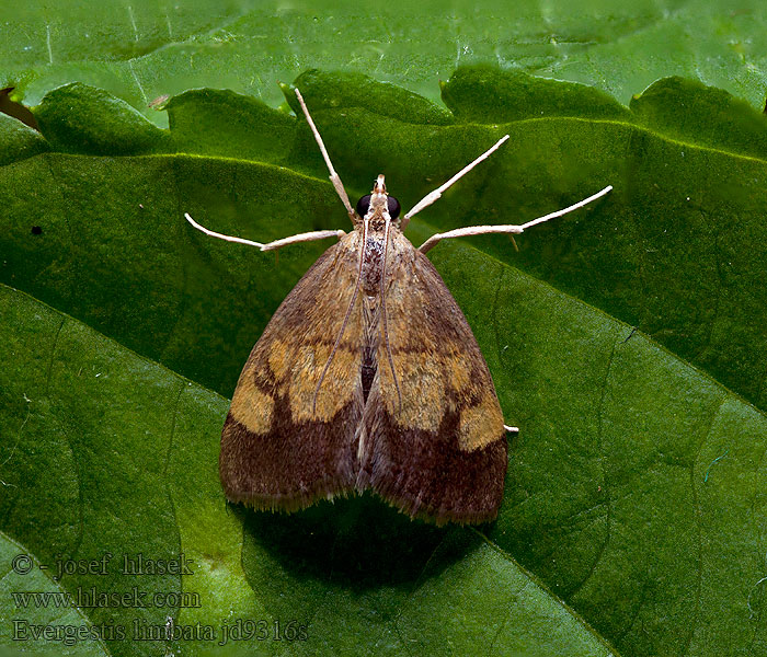 Vijačka cesnačková Мотылёк окаймлённый Evergestis limbata