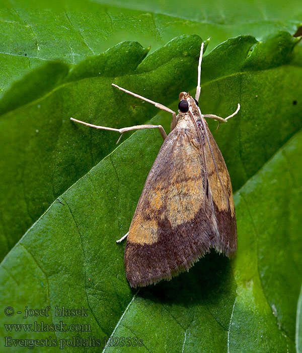 Zavíječ hnědopásný Evergestis limbata