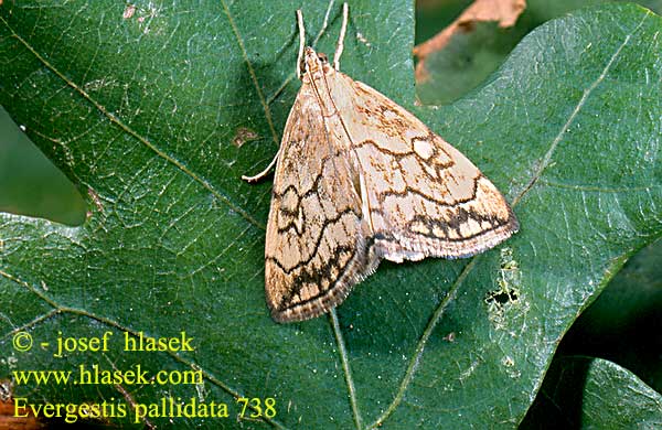 Evergestis pallidata 738 UK: Purple-Backed Cabbageworm DE: Kleiner Kohlzünsler SK: Vijačka žerušnicová CZ: zavíječ