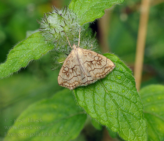 Evergestis pallidata Vijačka žerušnicová