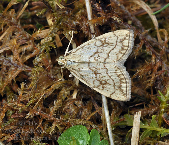 Evergestis pallidata Purple-Backed Cabbageworm