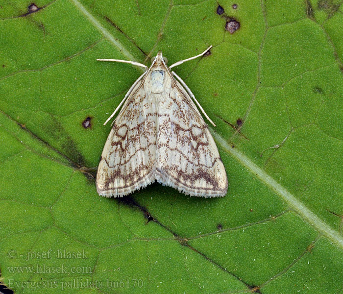 Evergestis pallidata Kleiner Kohlzünsler Vijačka žerušnicová