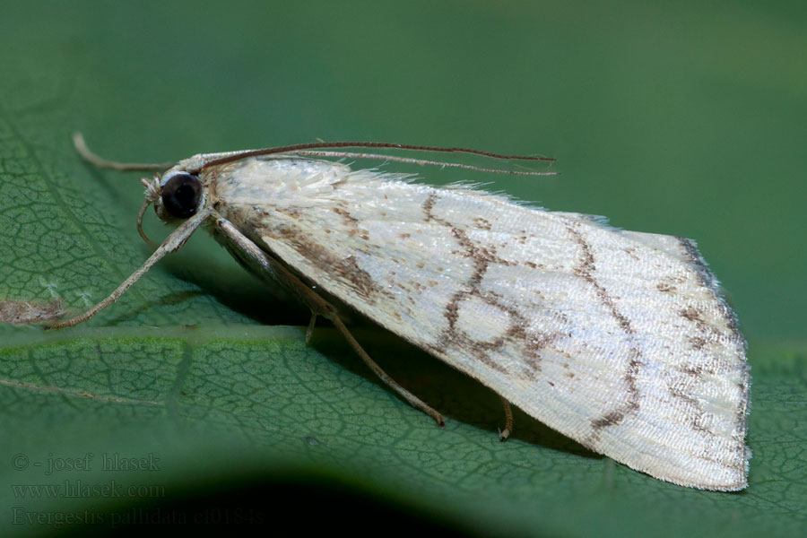 Purple-Backed Cabbageworm Evergestis pallidata