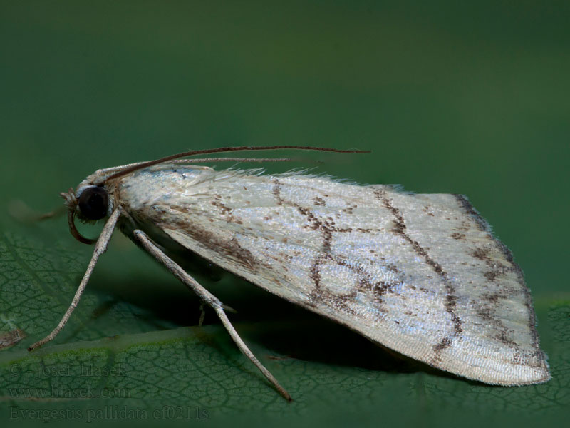 Kleiner Kohlzünsler Evergestis pallidata