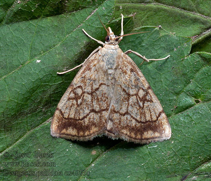 Evergestis pallidata