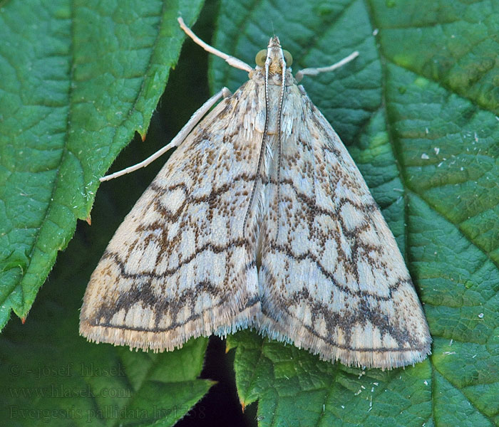 Vijačka žerušnicová Evergestis pallidata