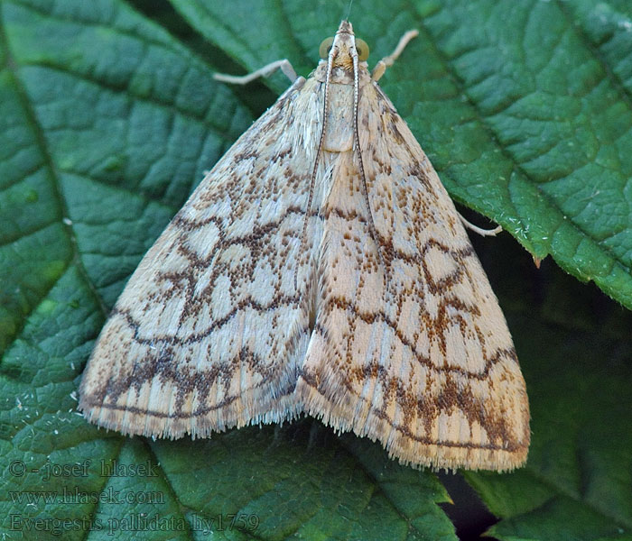 Evergestis pallidata