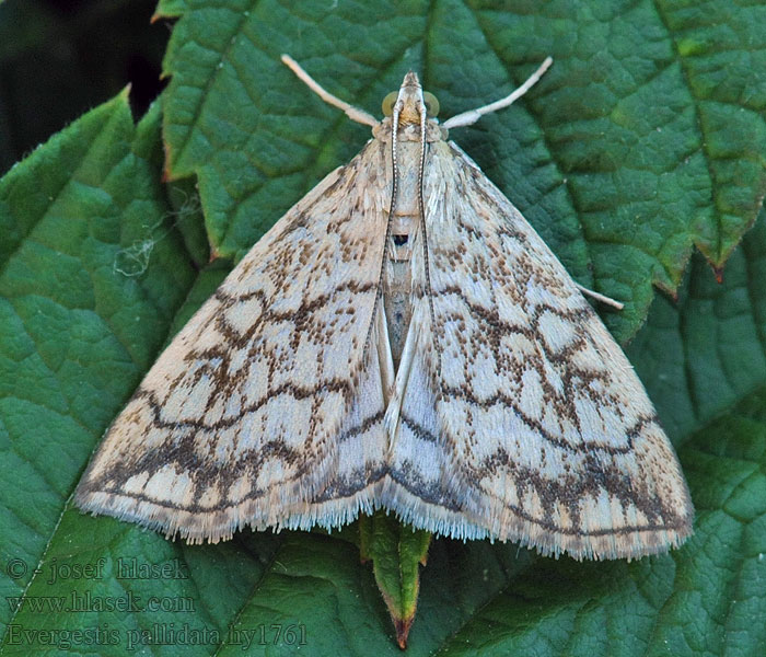 Evergestis pallidata Purple-Backed Cabbageworm