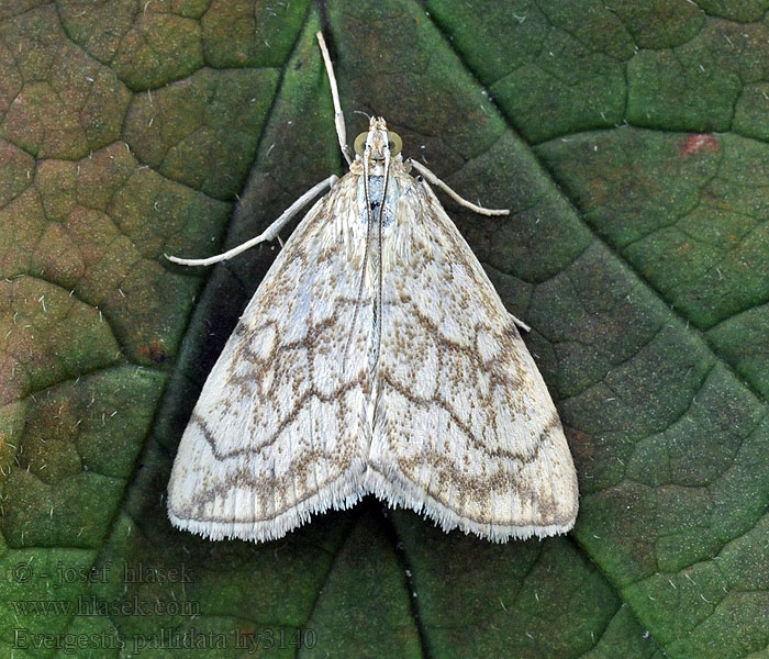 Evergestis pallidata Kleiner Kohlzünsler