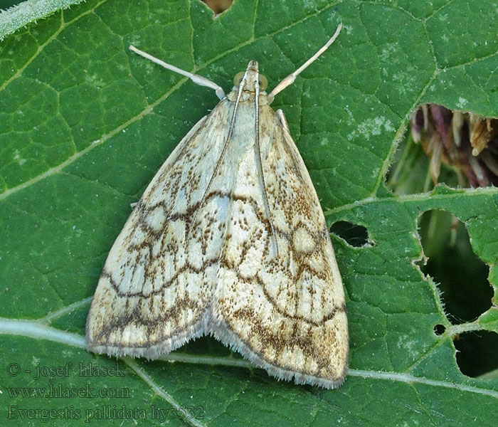 Evergestis pallidata Vijačka žerušnicová