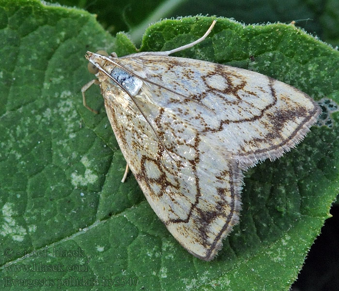 Purple-Backed Cabbageworm Kleiner Kohlzünsler Vijačka žerušnicová