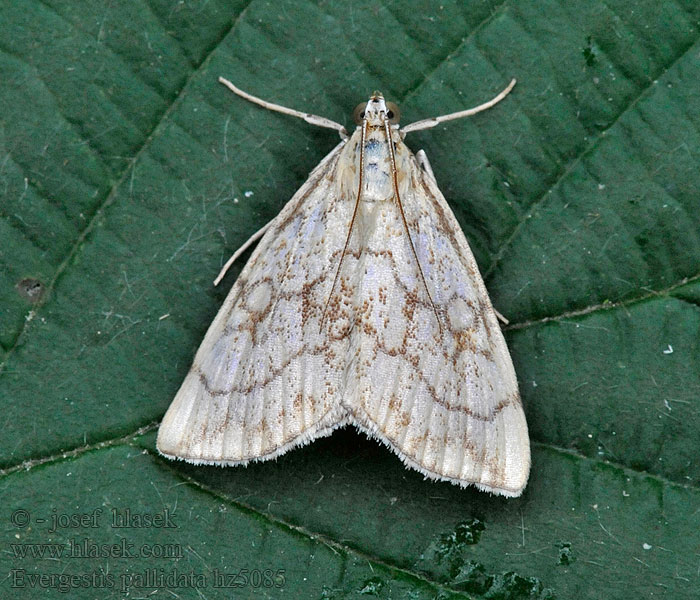 Purple-Backed Cabbageworm Kleiner Kohlzünsler